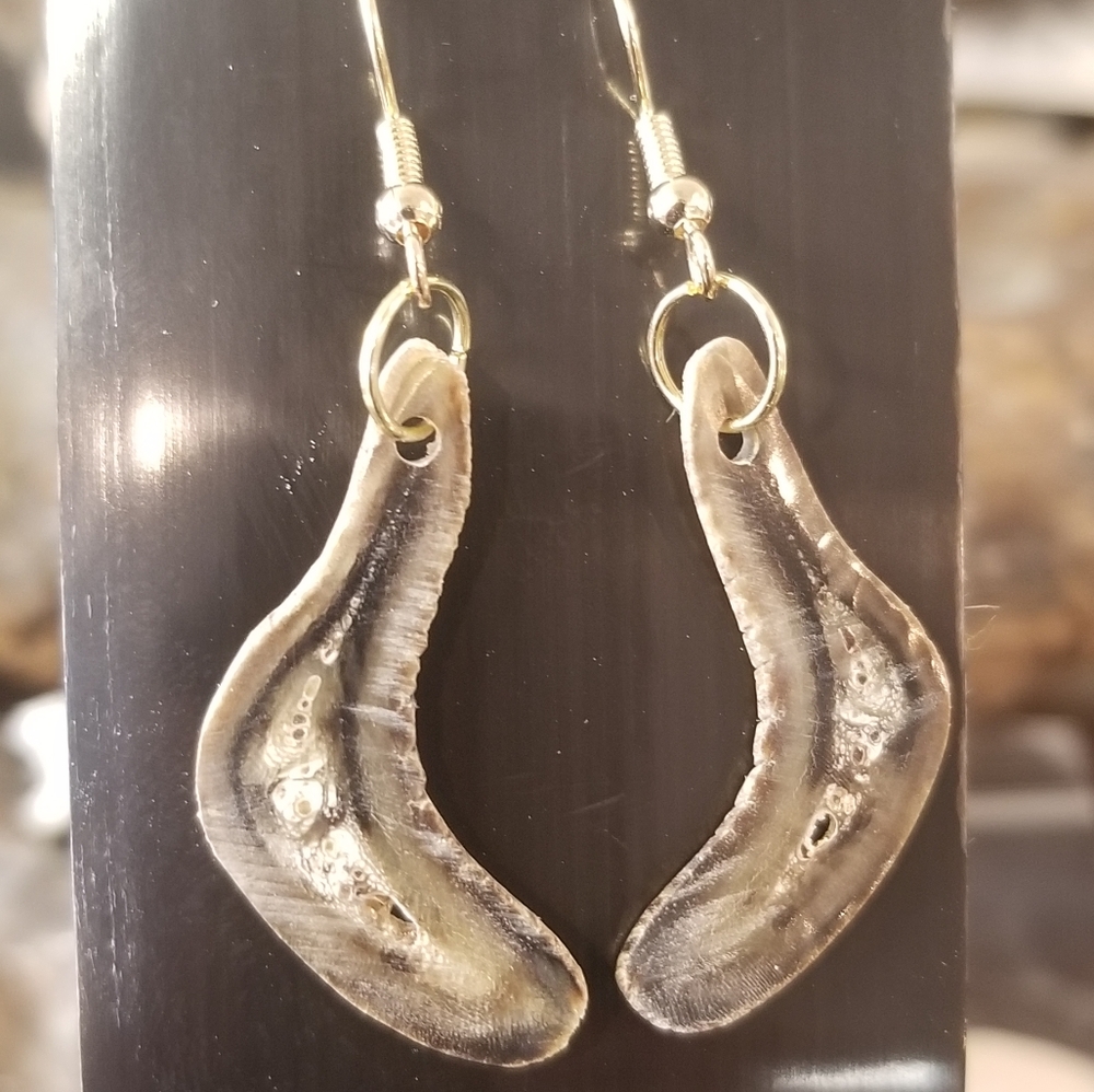 Musk ox horn